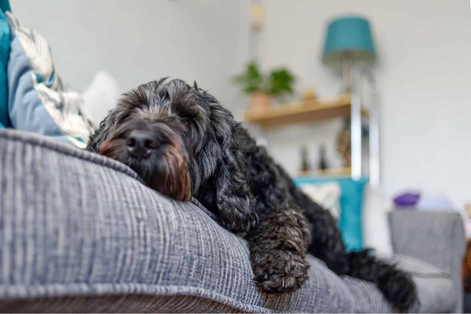 Black Cockapoo Dog relaxing on a couch