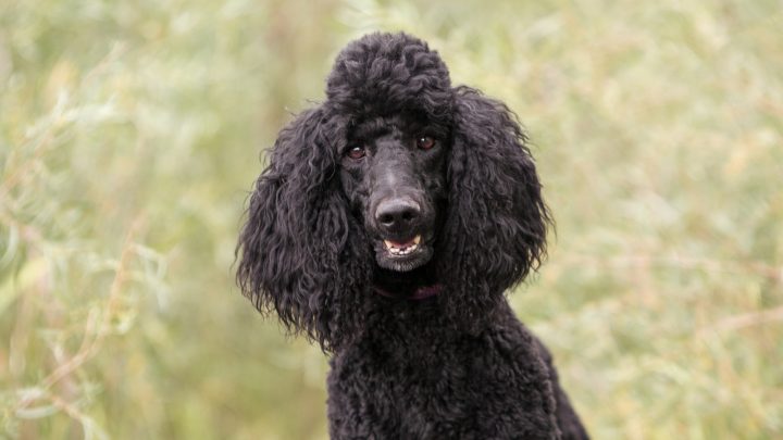 Black Poodle: Exploring Popular And Rare Poodle Coat Colors