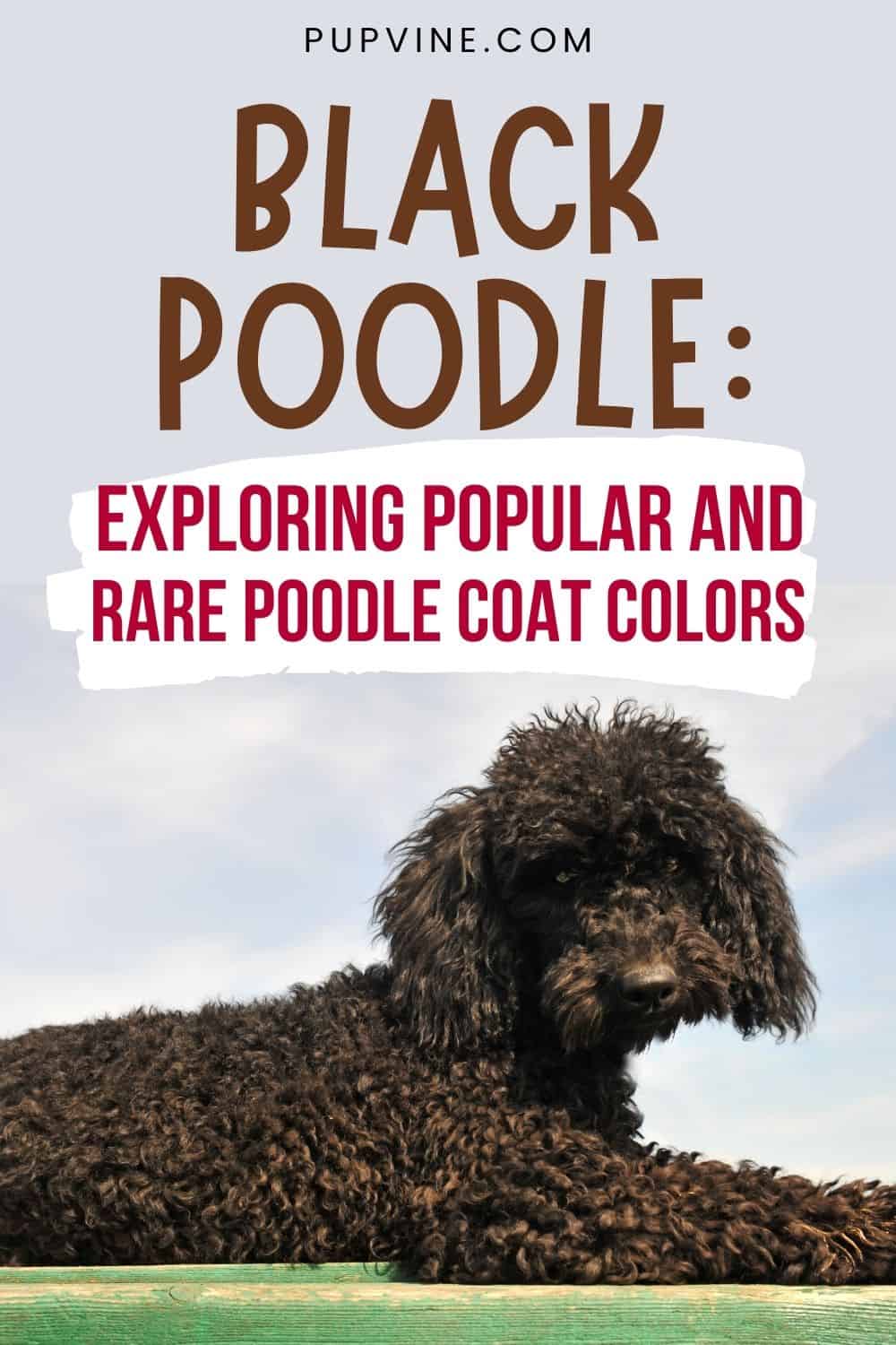 Black Poodle Exploring Popular And Rare Poodle Coat Colors