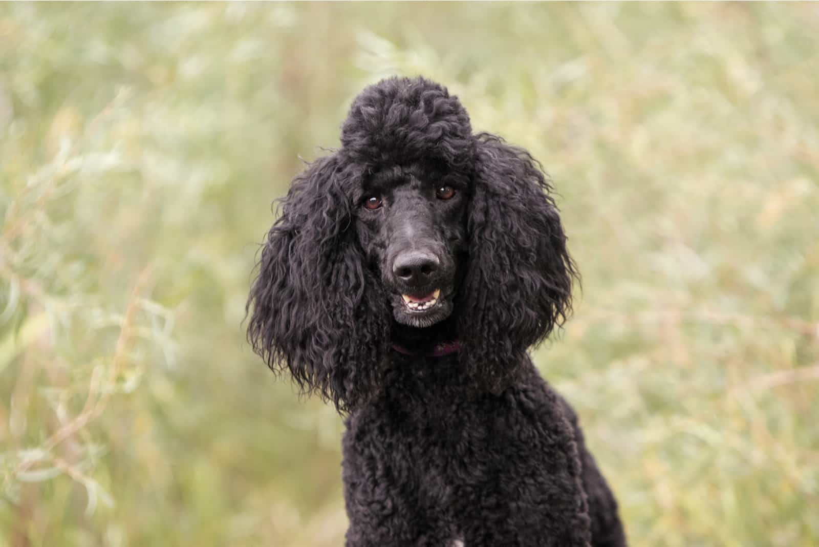 beautiful Black Poodle in nature