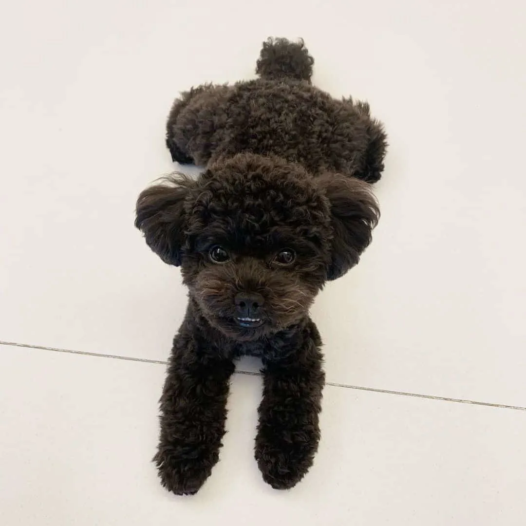 Black Poodle Puppy lying
