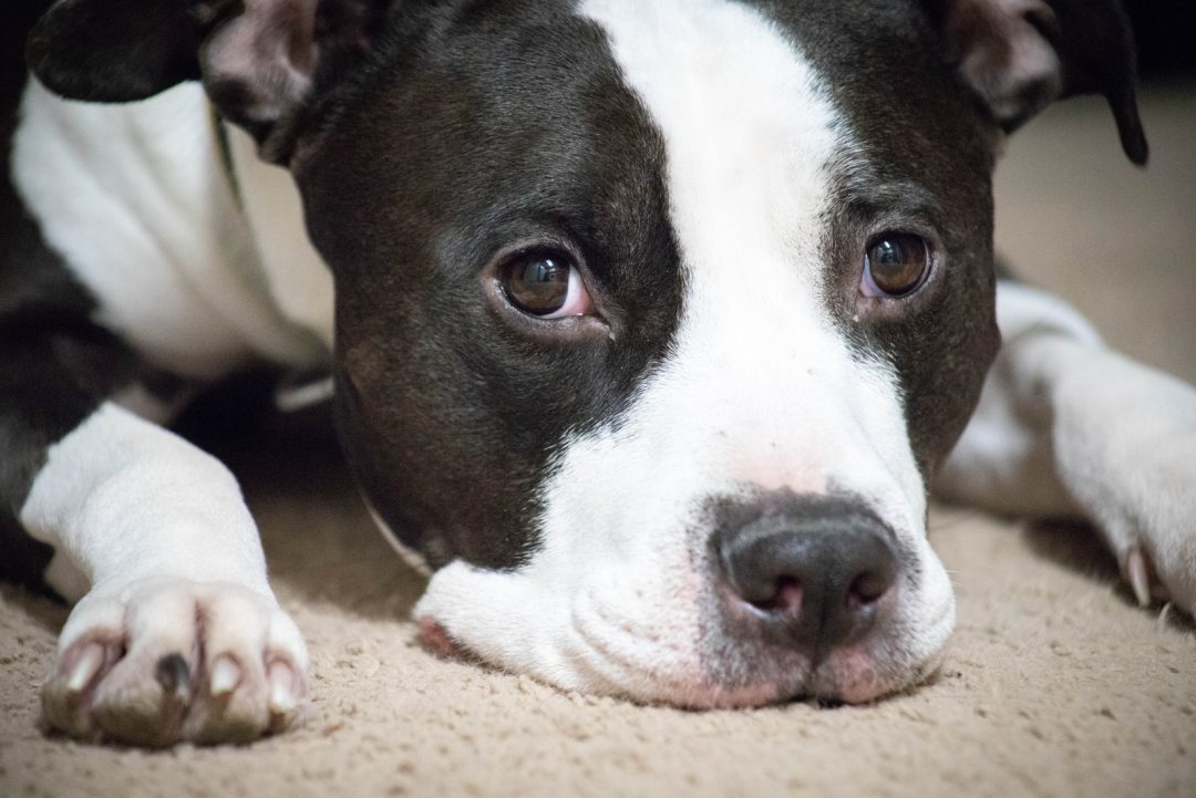 Black And White Pitbull A Sweet Dog That Breaks Stereotypes