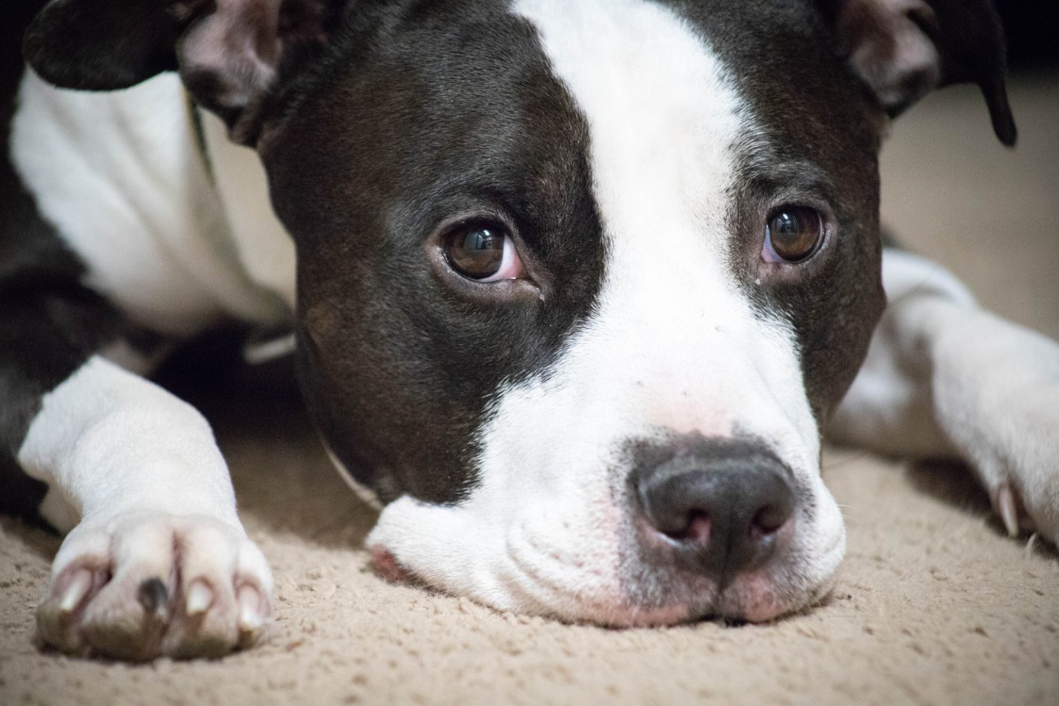Black And White Pitbull A Sweet Dog That Breaks Stereotypes