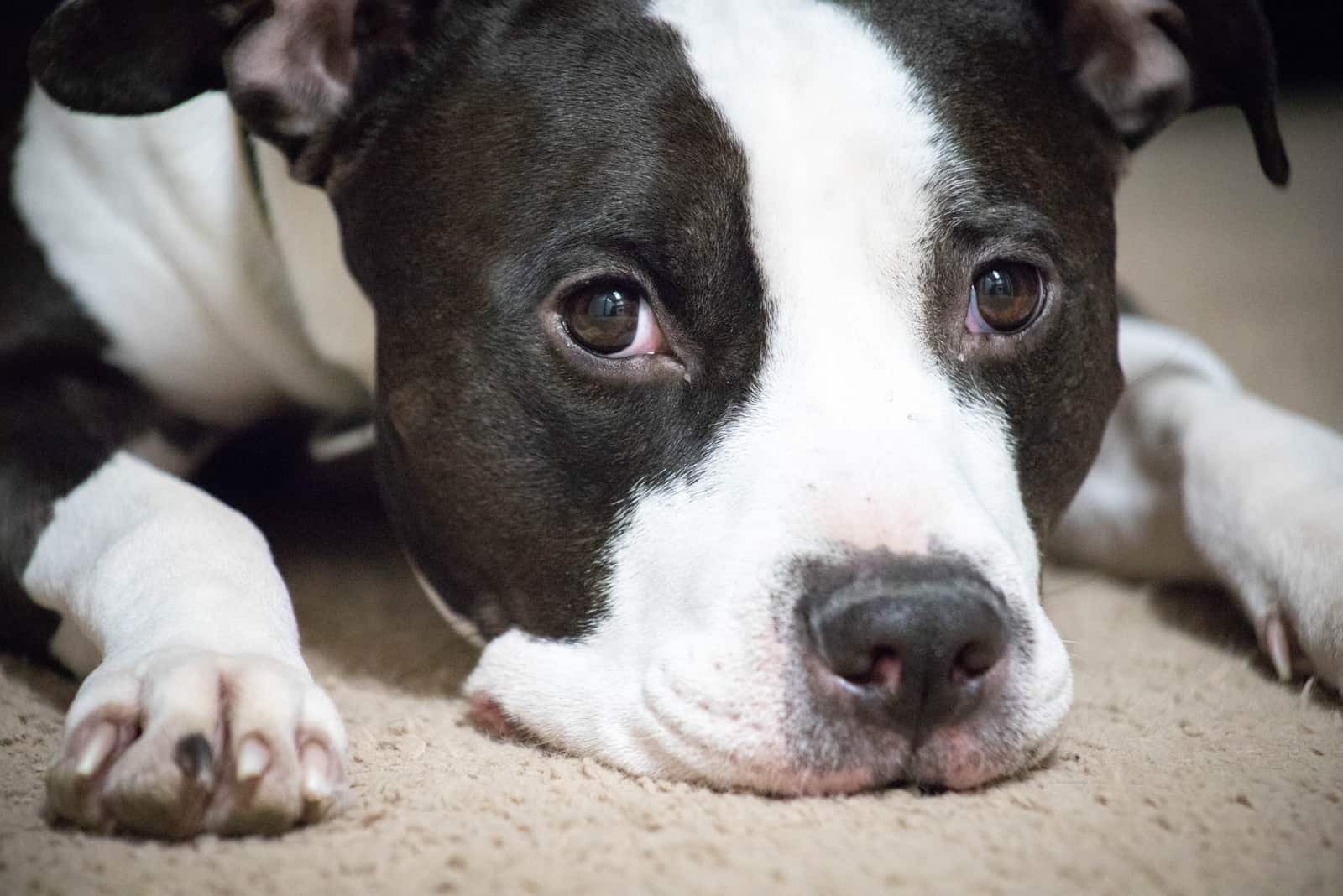 Black and white pitbull