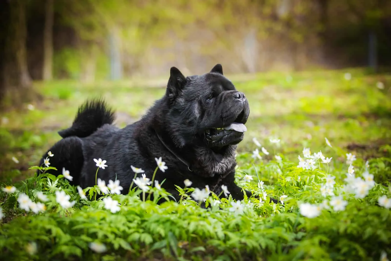 Black chow chow lying on the grass