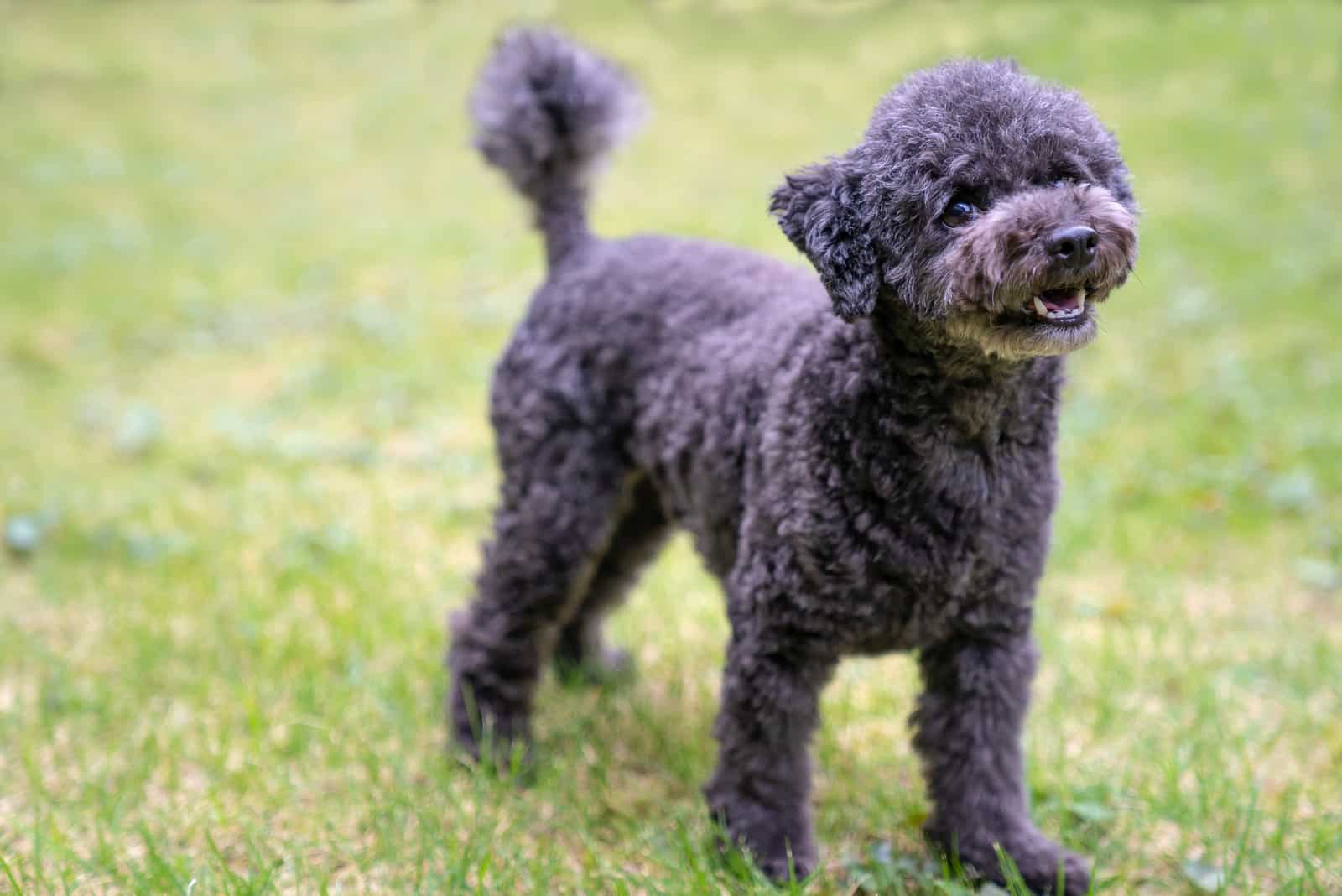 Black toy poodle standing on the grass in the garden