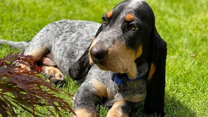 Blue Basset Hound: A Very Rare Breed, Or A Genetic Error?