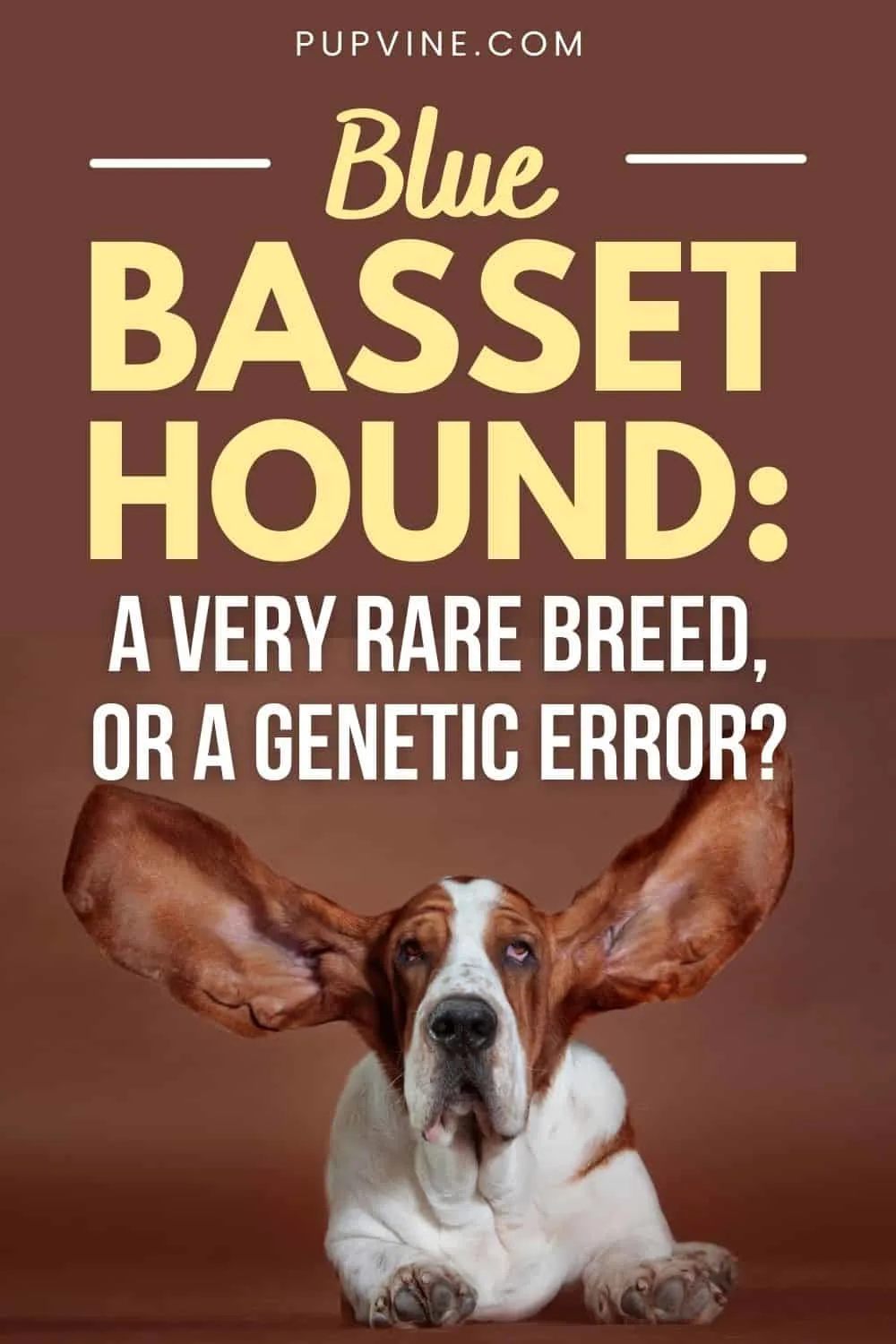 Blue Basset Hound A Very Rare Breed, Or A Genetic Error