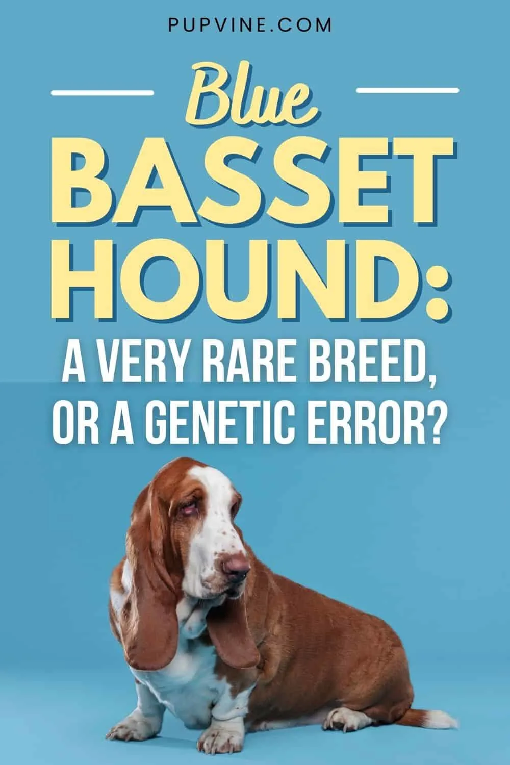 Blue Basset Hound A Very Rare Breed, Or A Genetic Error