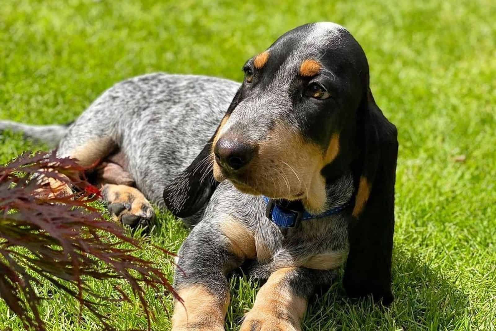 blue basset hound