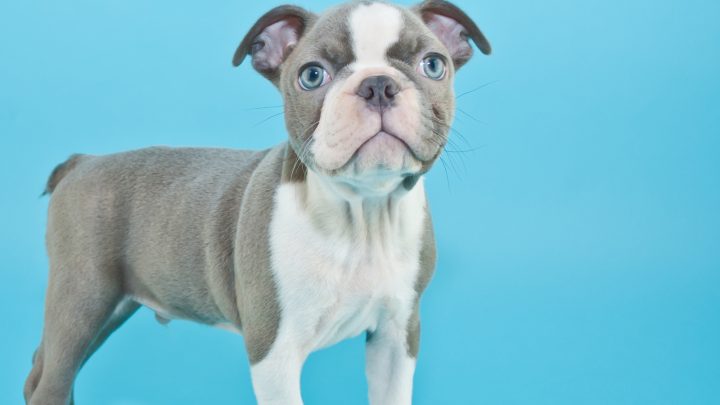 Blue Boston Terrier: An American Gentleman Ready To Charm You