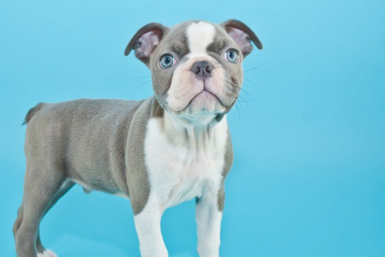 blue boston terrier standing