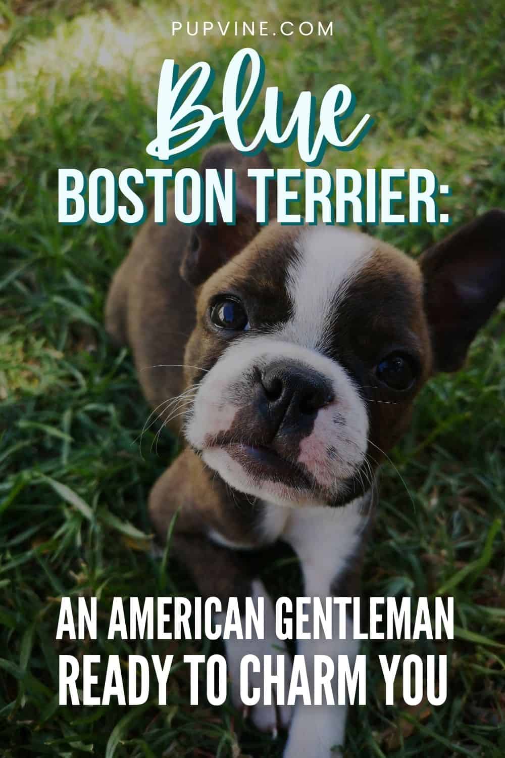 Blue Boston Terrier An American Gentleman Ready To Charm You