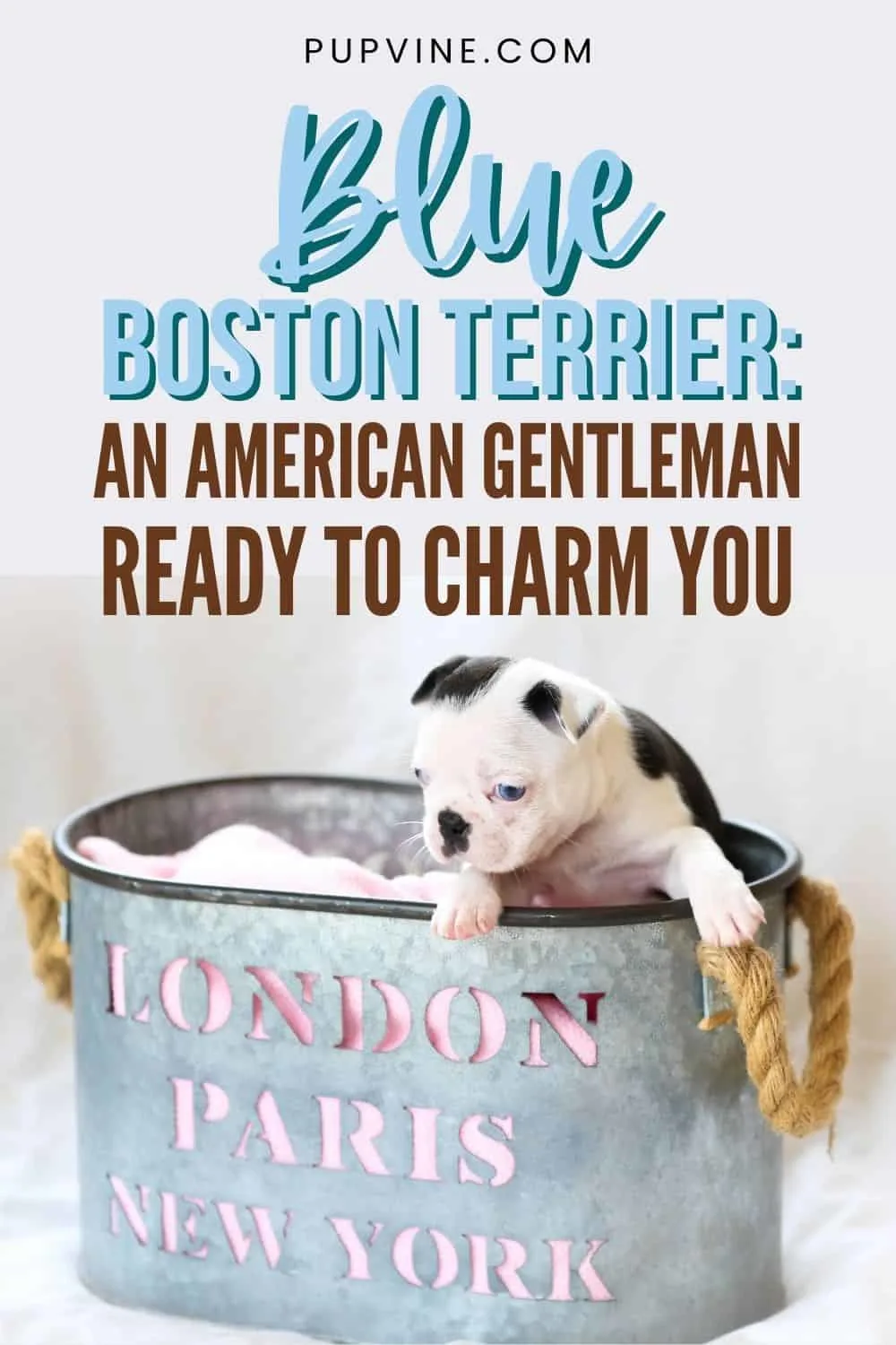 Blue Boston Terrier An American Gentleman Ready To Charm You