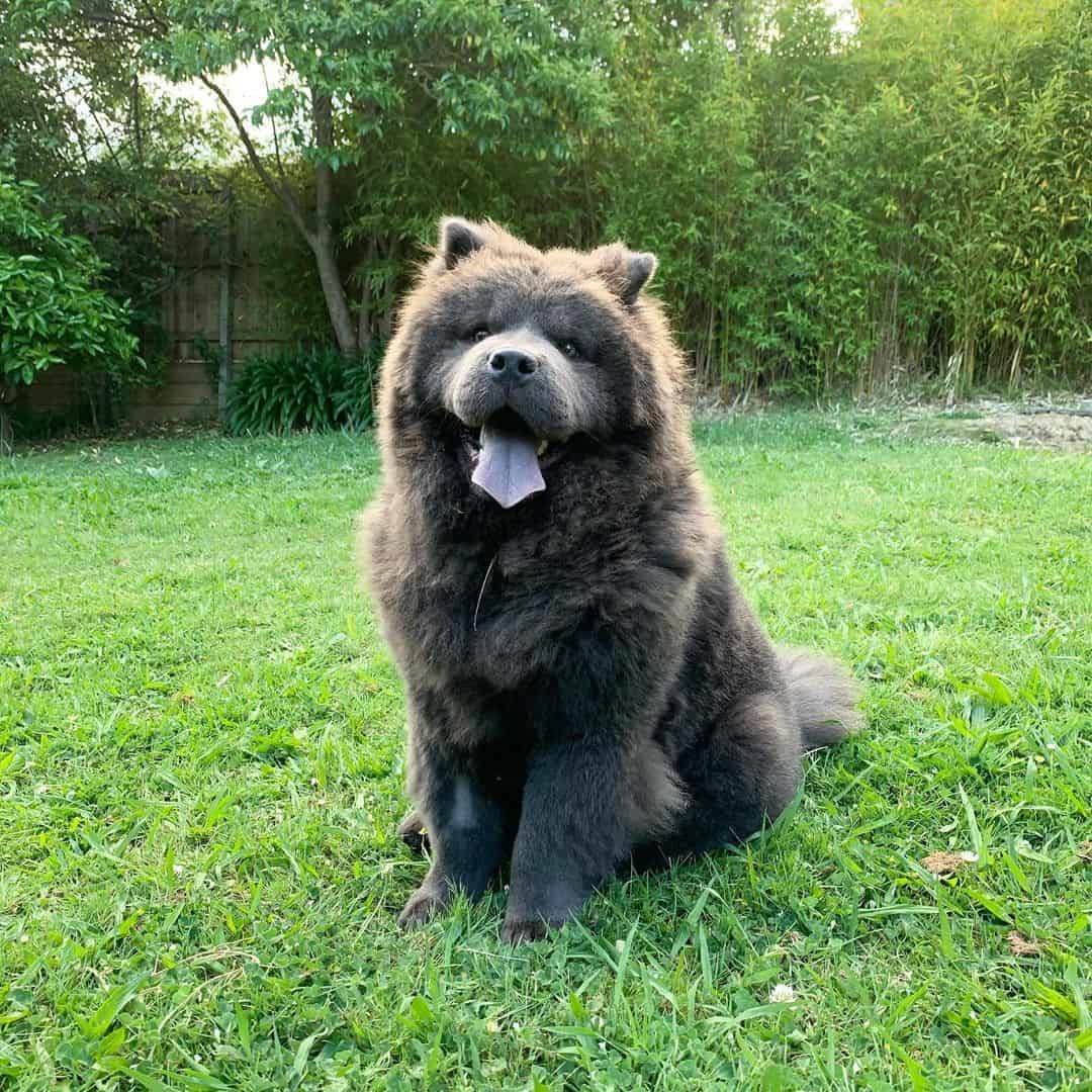 Blue Chow Chow sitting on the grass