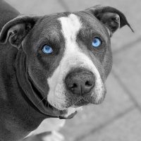 blue eyed pitbull