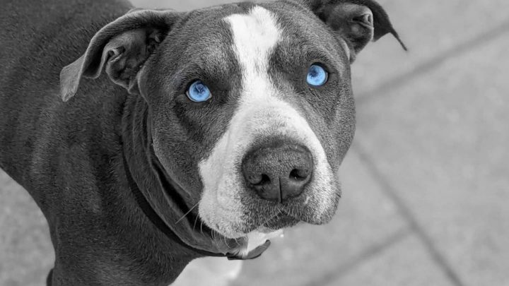 Blue Eyed Pitbull: You Won’t Resist Those Baby Blues