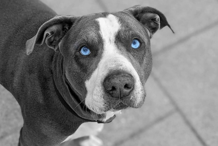 blue eyed pitbull