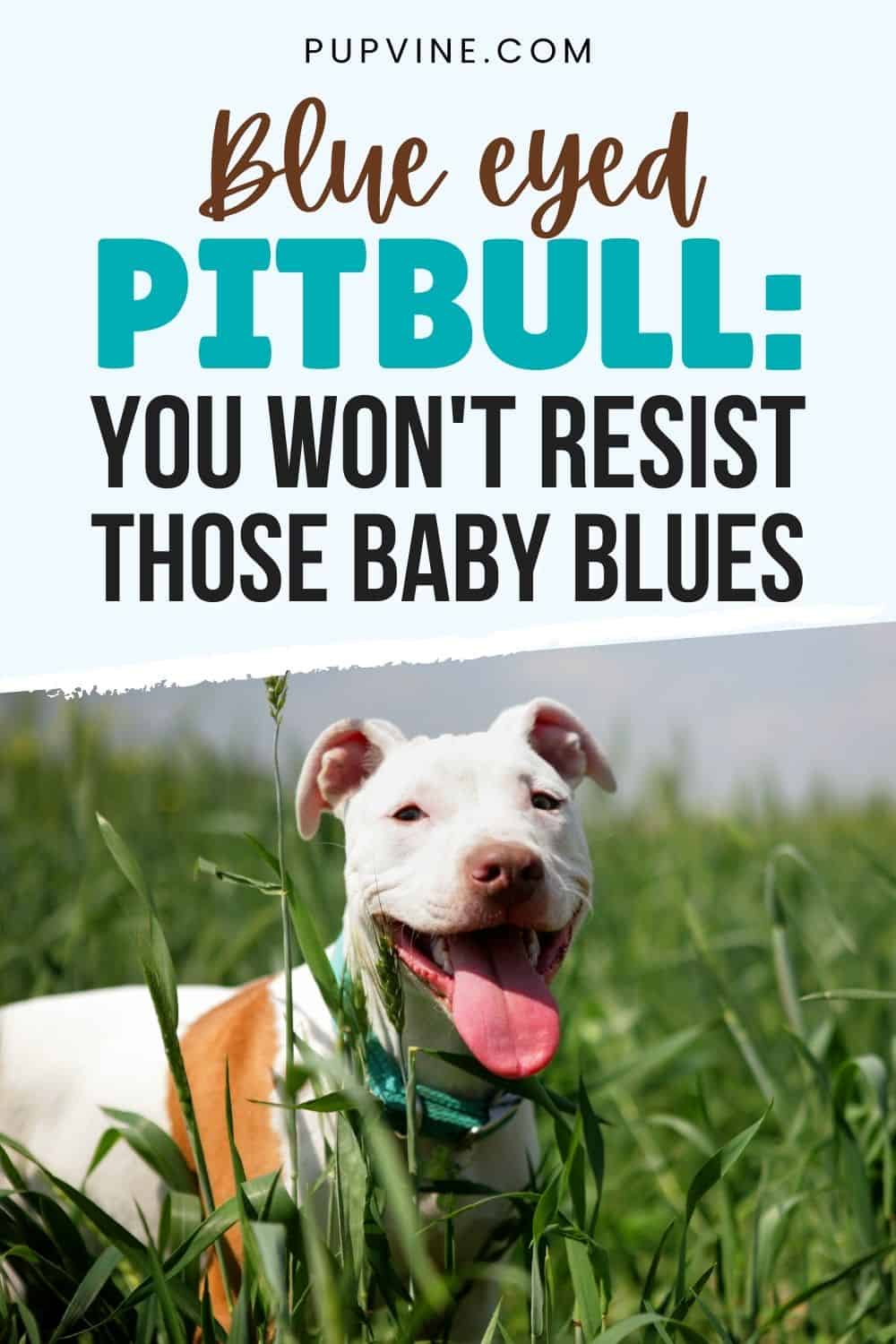 Blue Eyed Pitbull You Won't Resist Those Baby Blues