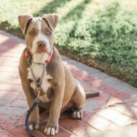 blue fawn pitbull