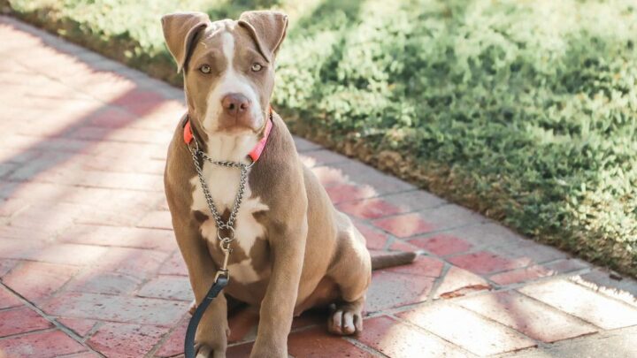 Blue Fawn Pitbull – Is This The Most Beautiful Pitbull Color?