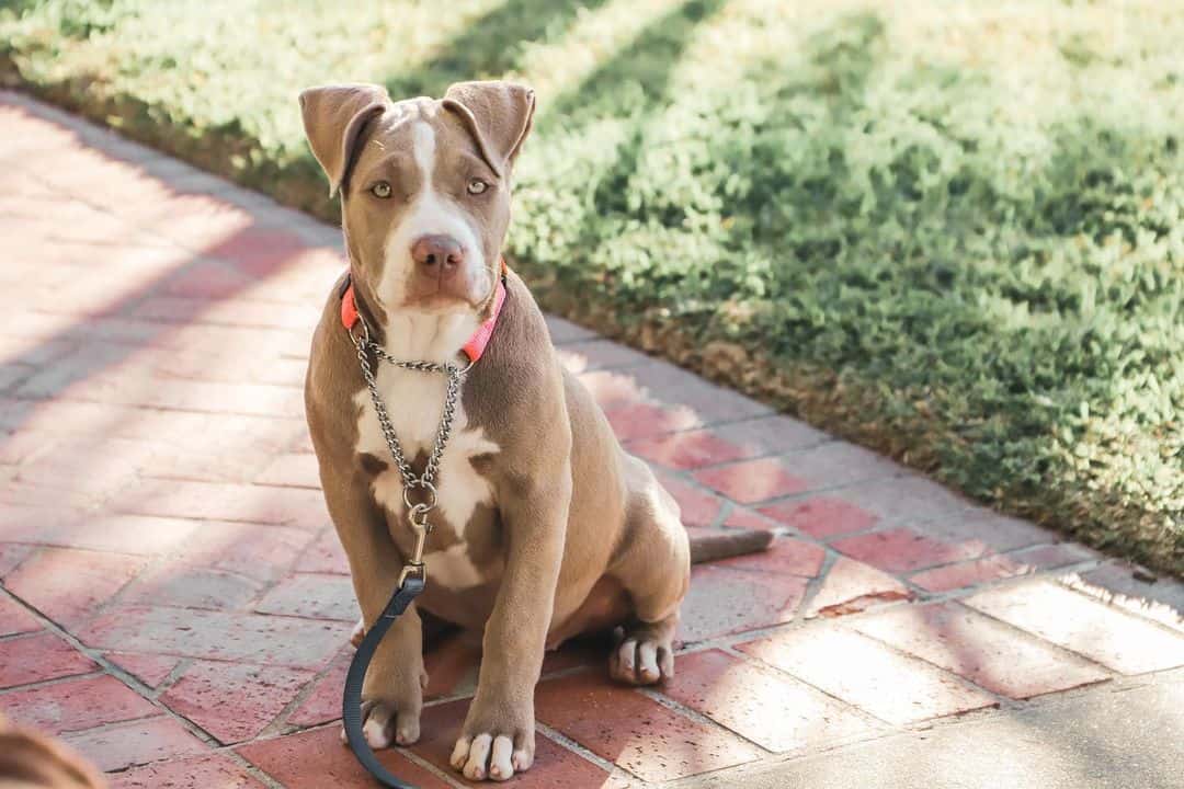 red and blue pitbull puppies