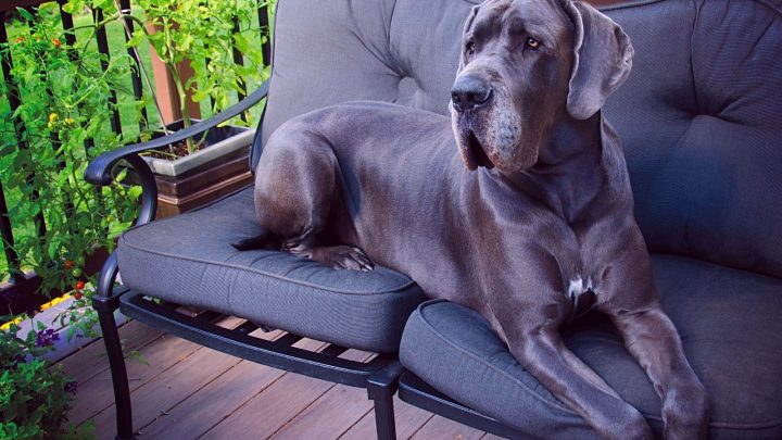 Blue Great Dane – A Guide To This Beautiful Coat Color