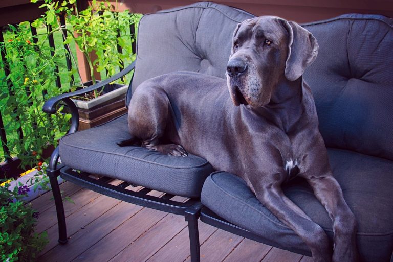 blue great dane relaxing in the the outdoors seats