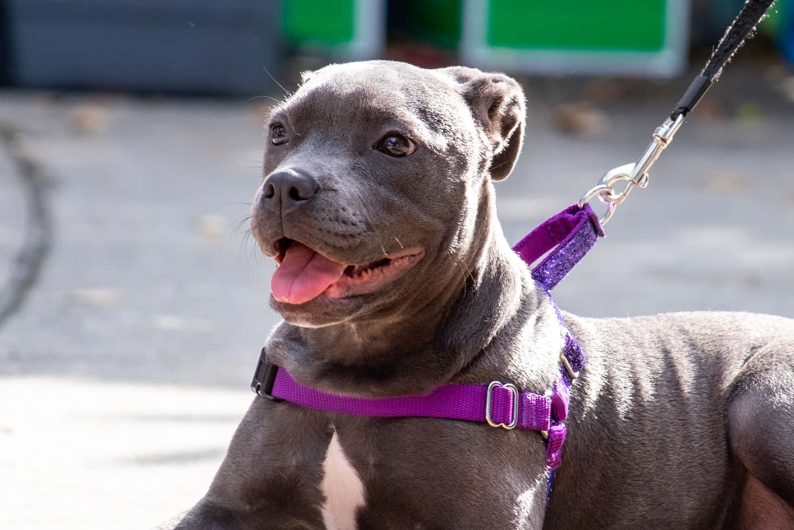 Blue Nose Pitbull puppy with a purple collar