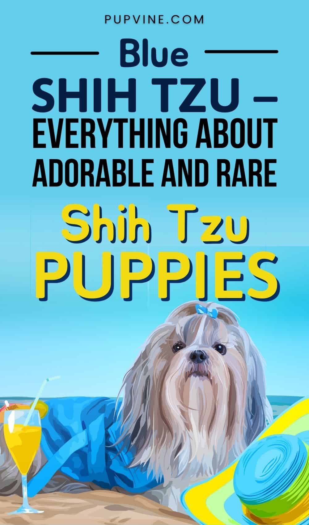 Blue Shih Tzu – Everything About Adorable And Rare Shih Tzu Puppies