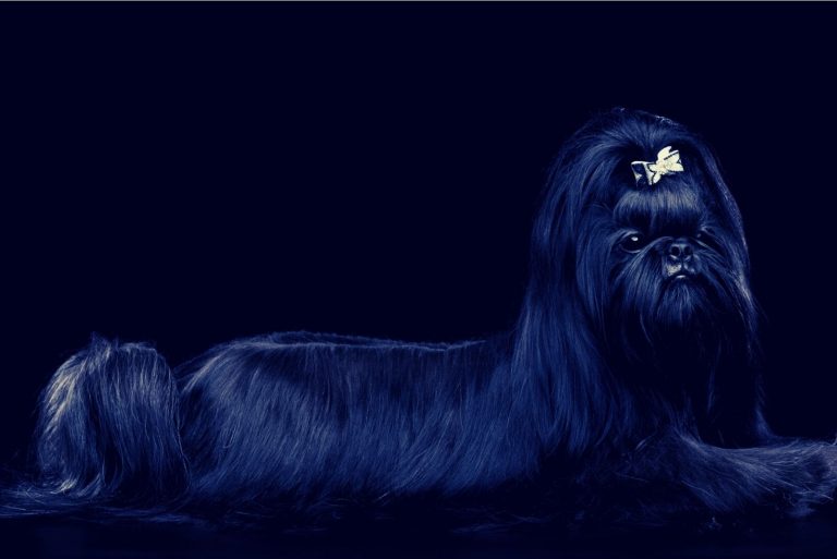 Shih Tzu dog on Isolated Black Background in studio