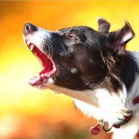 headshot of a border collie barking in an autumn color background