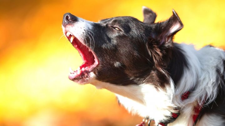 Border Collie Barking: What Causes It And How To Stop It