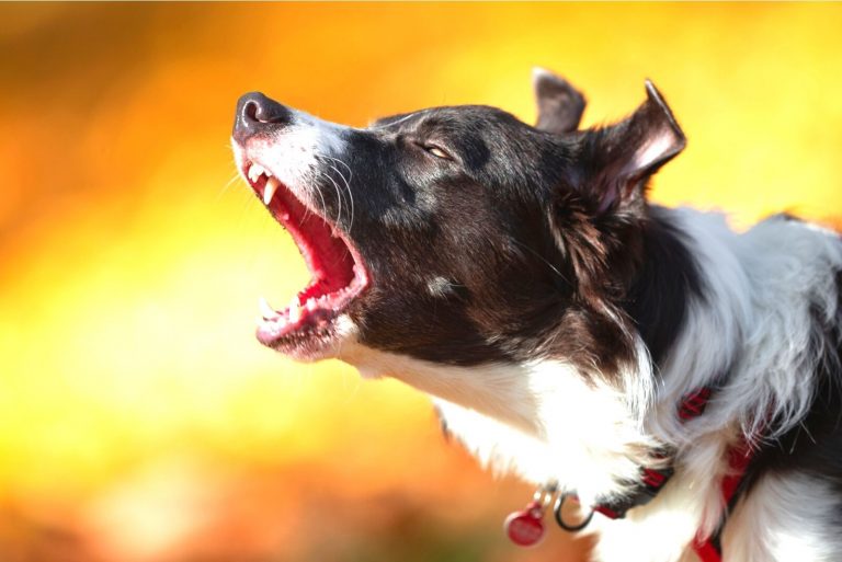 headshot of a border collie barking in an autumn color background