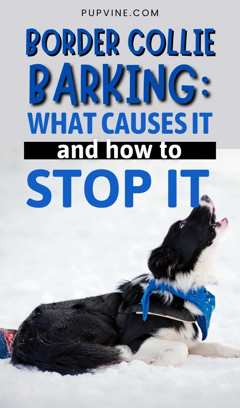 Border Collie Barking What Causes It And How To Stop It