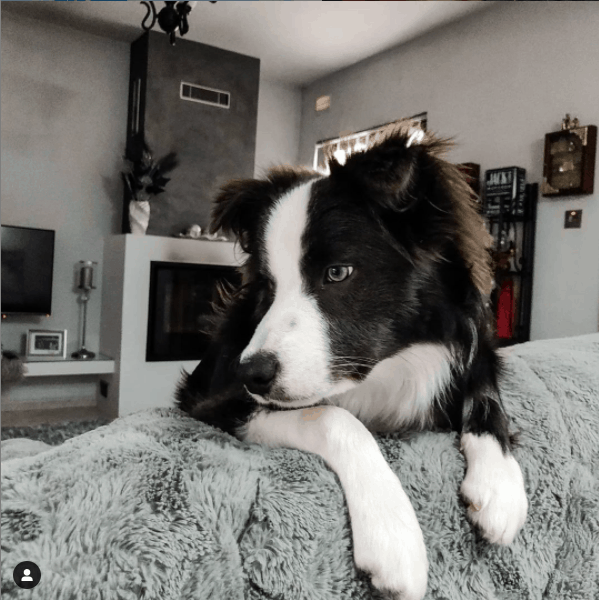 Border Collies at home