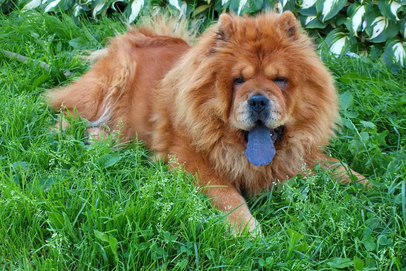 Brown chow chow dog lying on the grass