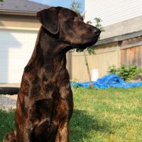 cane corso doberman mix