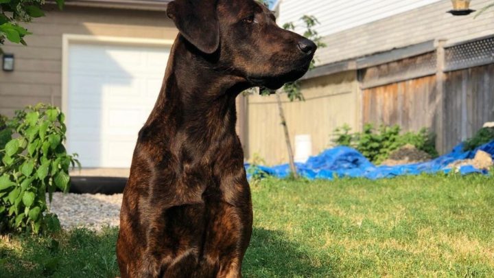 Cane Corso Doberman Mix: A Rare Hybrid Worth Knowing