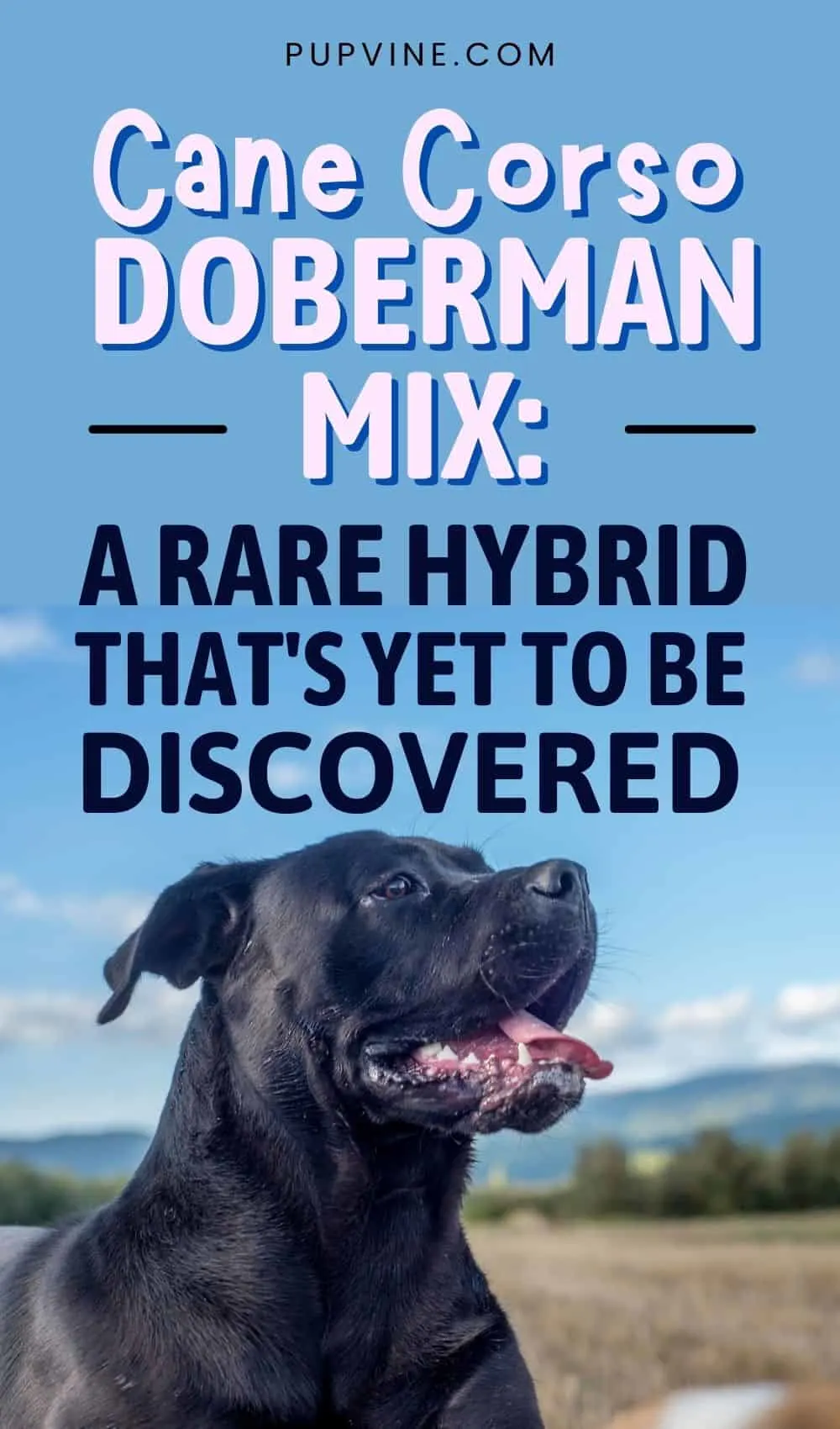 Cane Corso Doberman Mix A Rare Hybrid That's Yet To Be Discovered