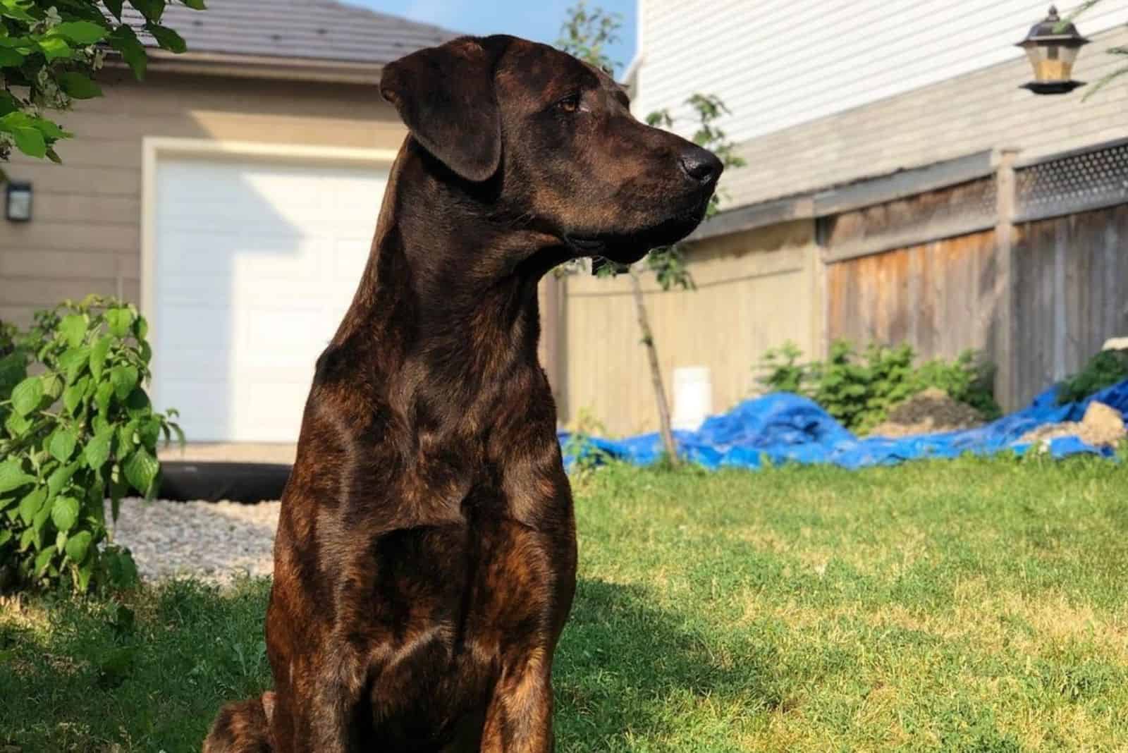 Cane Corso Doberman Mix: A Rare Hybrid Worth Knowing