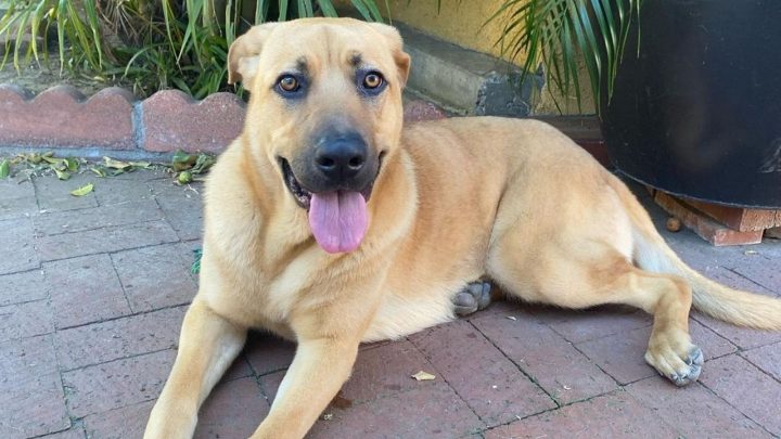 Cane Corso German Shepherd Mix: A Hybrid That Will Fascinate You