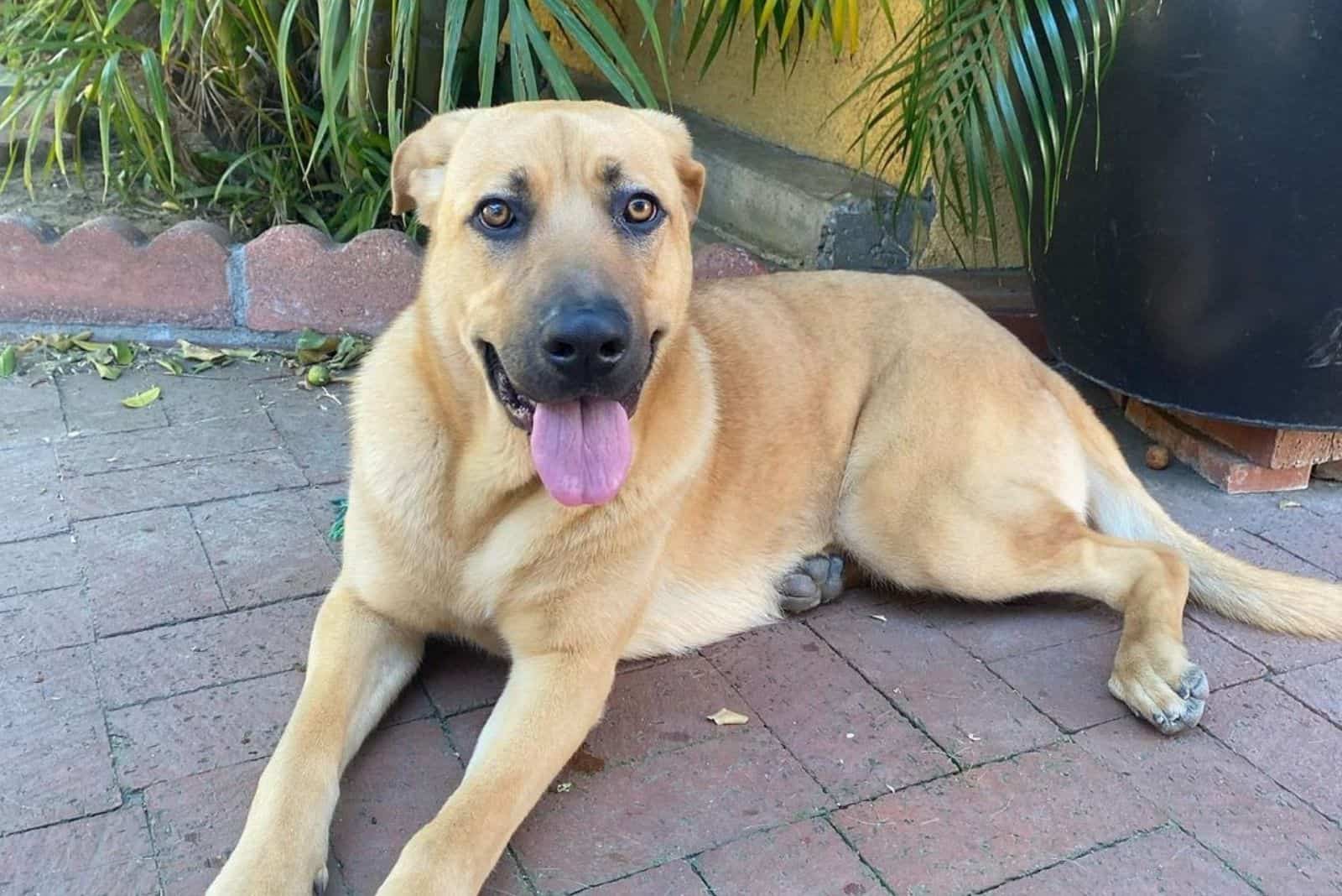 Cane Corso German Shepherd Mix: This Dog Will Fascinate You