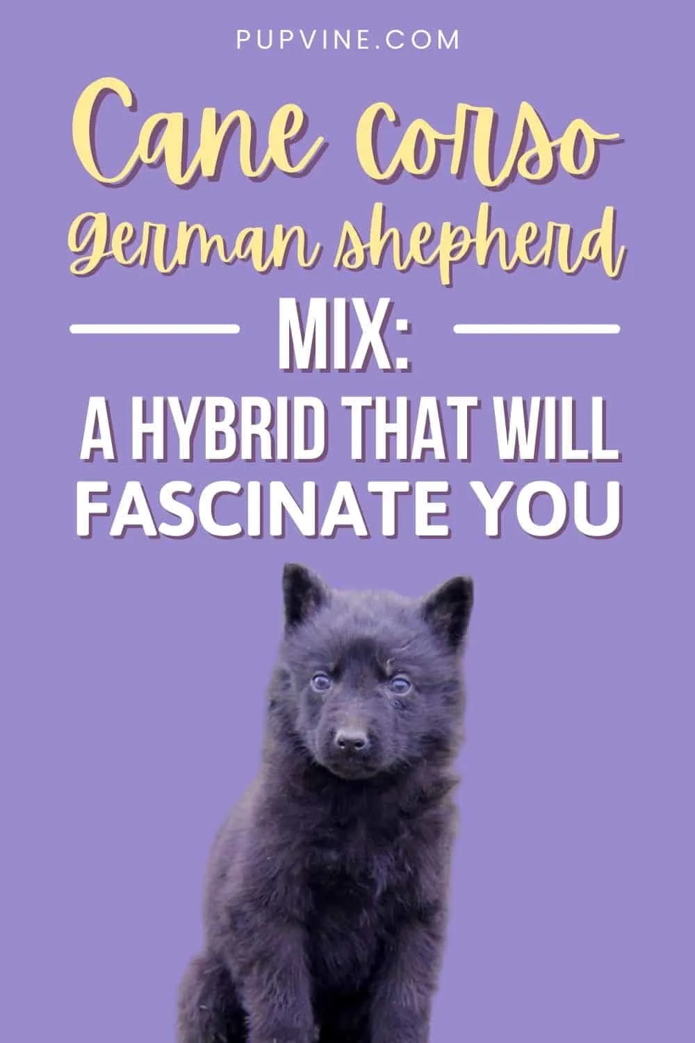 Cane Corso German Shepherd Mix: A Hybrid That Will Fascinate You