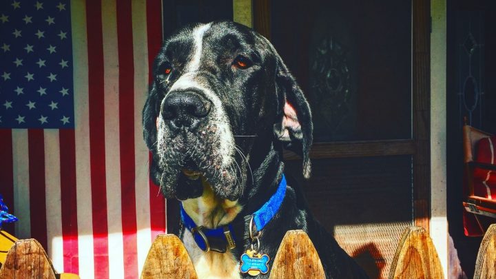 Cane Corso Great Dane Mix – A Gentle Giant Or A Danger?
