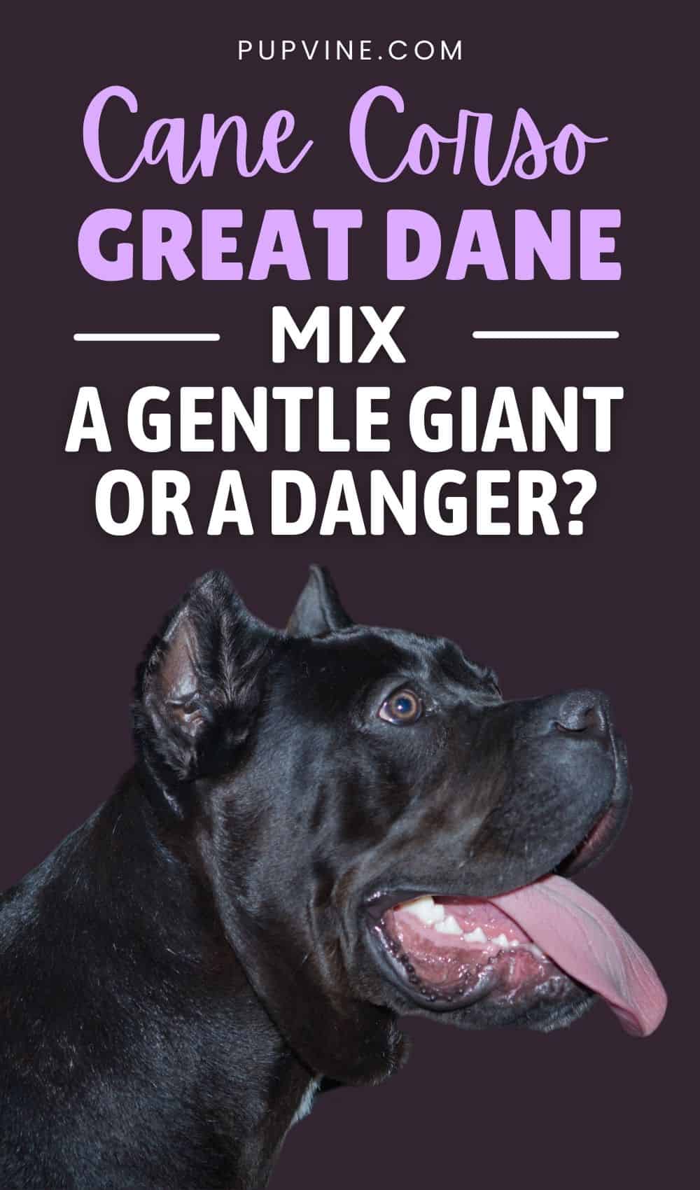 Cane Corso Great Dane Mix – A Gentle Giant Or A Danger?