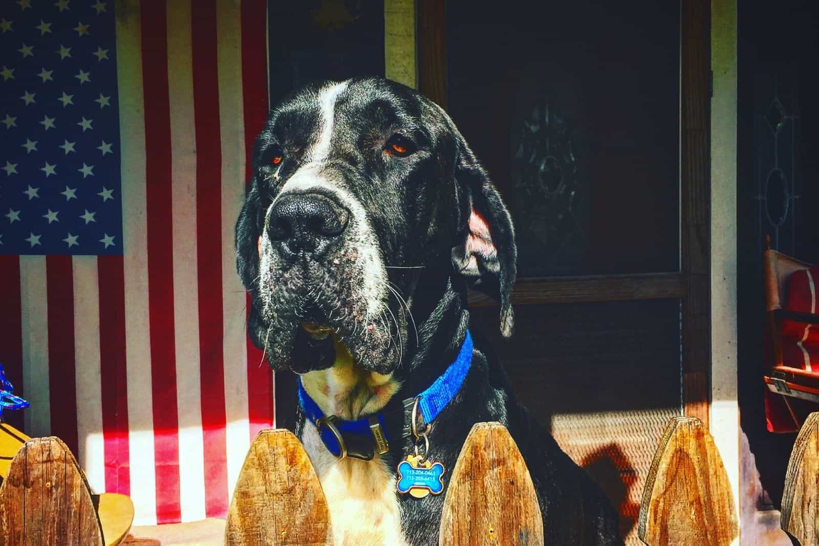 cane corso great dane mix standing behind the wooden fence outdoors
