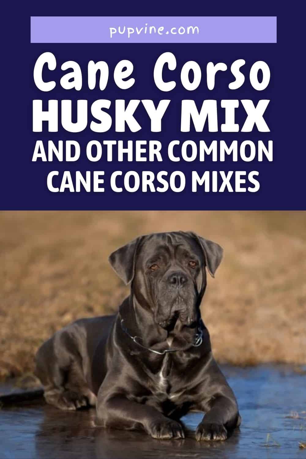 Cane Corso Husky Mix And Other Common Cane Corso Mixes