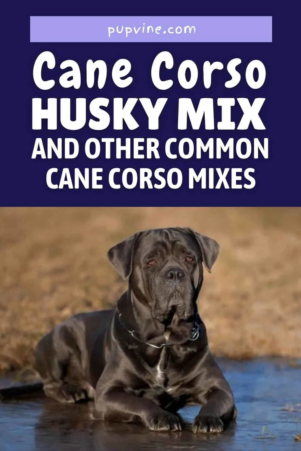 Cane Corso Husky Mix And Other Common Cane Corso Mixes