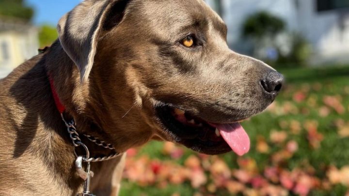 Cane Corso Lab Mix: This Hybrid Will Sweep You Off Your Feet